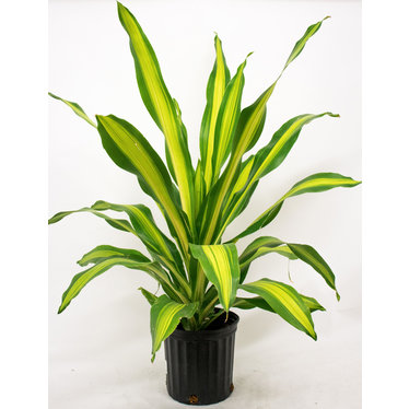 Dracaena Massangeana Giganta 10 po