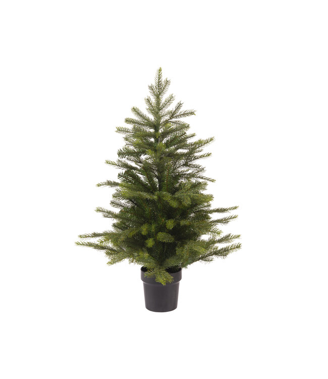Mini sapin Grandis en pot