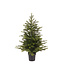 Mini sapin Grandis en pot