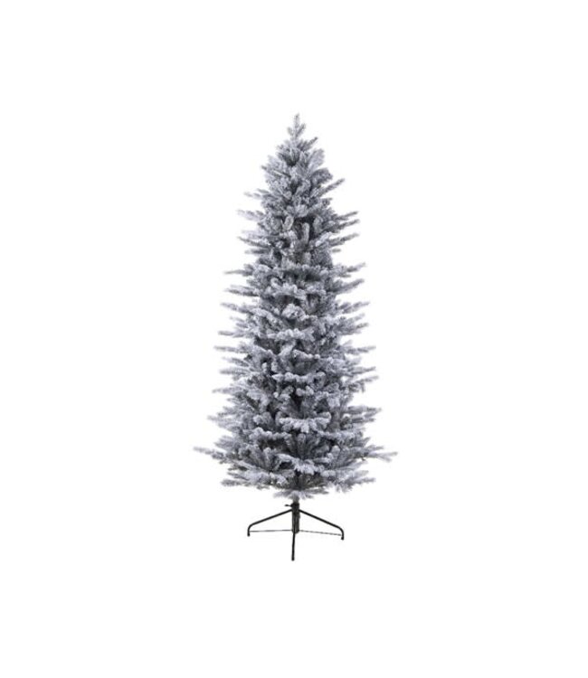 Sapin Grandis givré