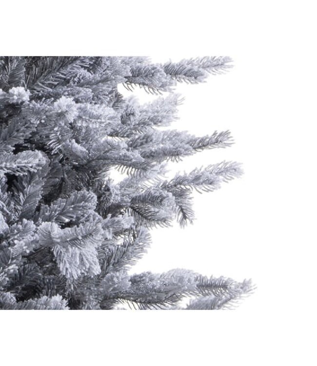 Sapin Grandis givré