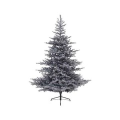 Sapin Grandis fin givré