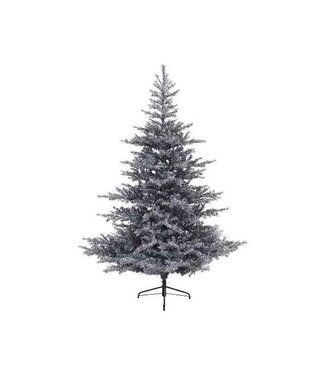 Sapin Grandis fin givré