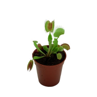Dionaea (attrape-mouche) 2 po