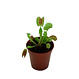 Dionaea (attrape-mouche) 2 po