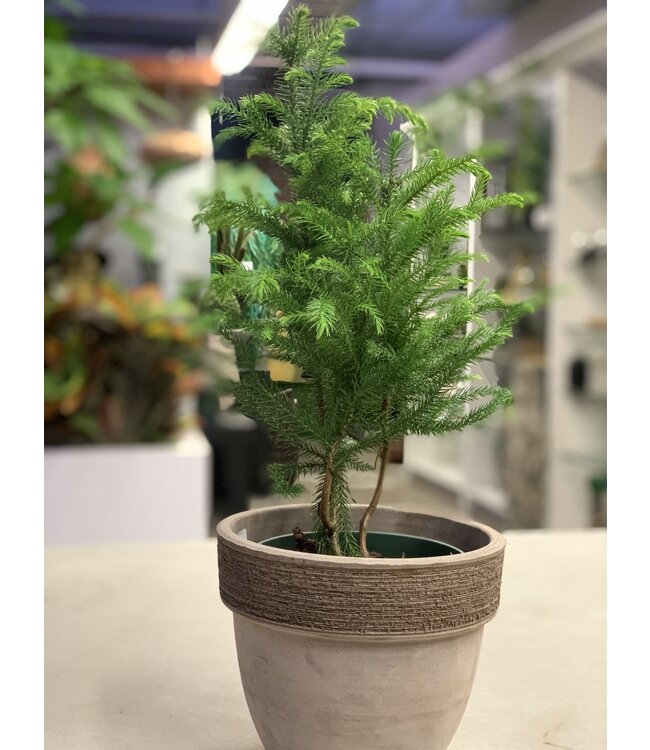 Araucaria