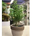 Araucaria