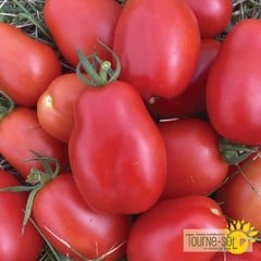 Ferme Tournesol Tomate San Marzano Bio
