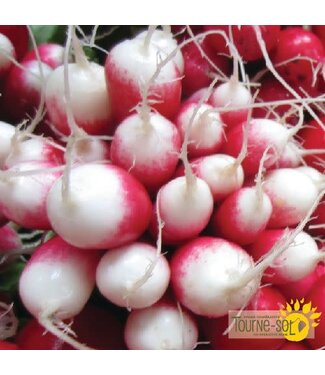 Ferme Tournesol Radis French Breakfast bio