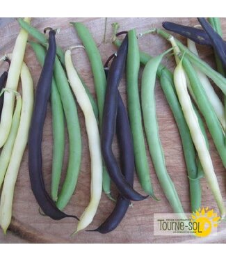 Ferme Tournesol Haricot nain mélange bio