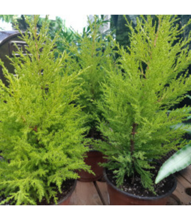 Cupressus Goldcrest