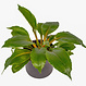 Chlorophytum Mandarin 6 po