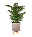 Araucaria