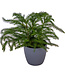 Araucaria