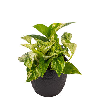 Pothos Marble Queen