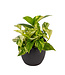 Pothos Marble Queen