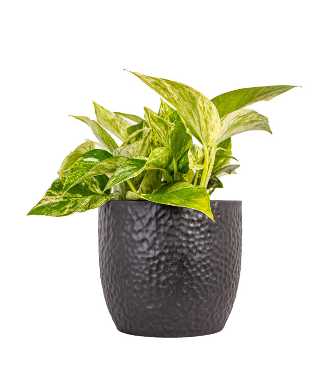 Pothos Marble Queen