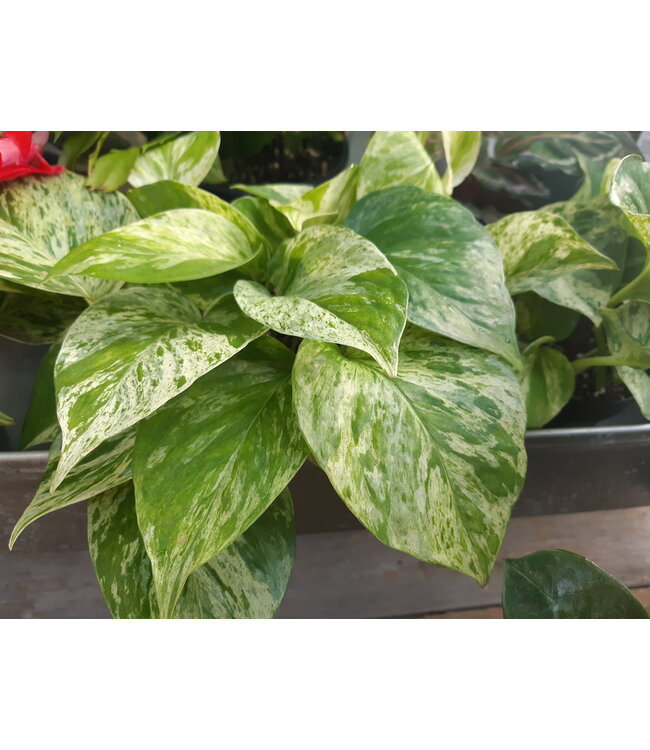 Pothos Marble Queen