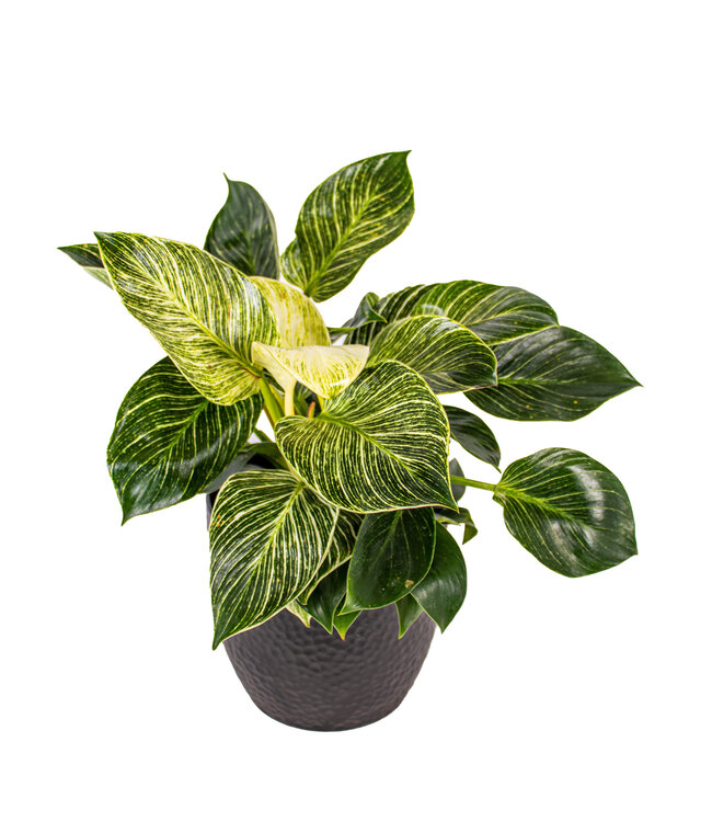 Philodendron Birkin