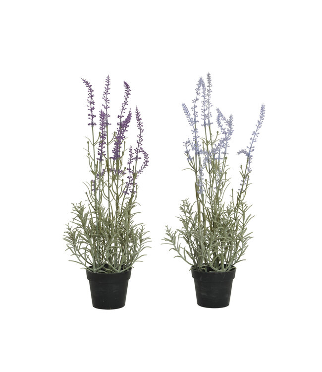 Lavande artificielle
