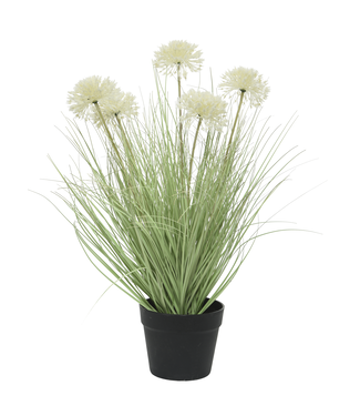 Allium Blanc