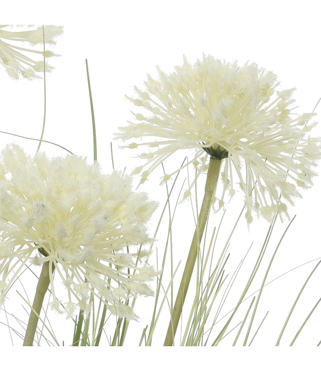 Allium Blanc | Beauté Florale Intemporelle