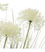 Allium Blanc | Beauté Florale Intemporelle