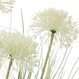 Allium blanc