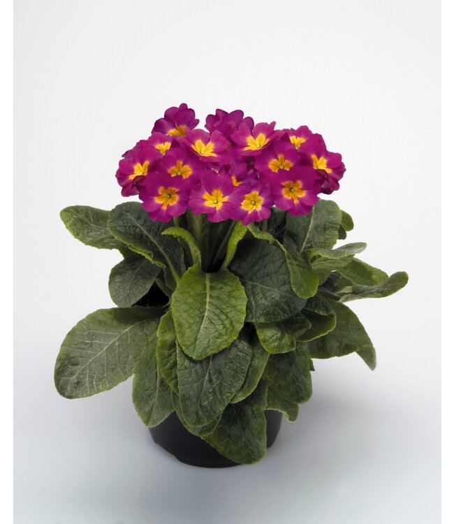 Primula Printemps