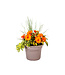 arrangement fleurs annuelles 8 po