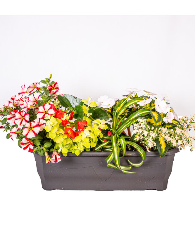 Balconnière de  fleurs annuelles