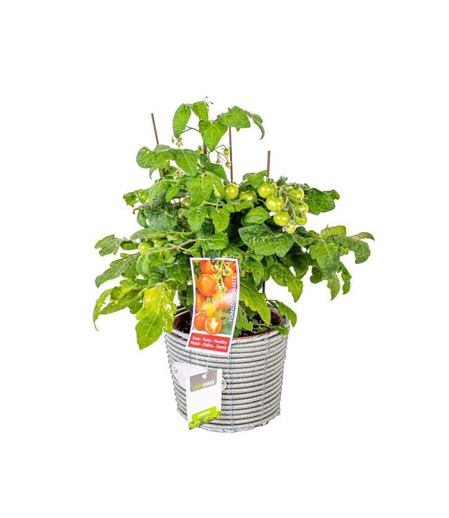 Tomate de table 6,75 po