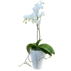 Orchidée Phalaenopsis 5po