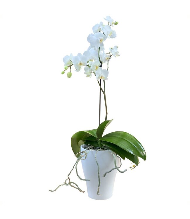 Orchidée Phalaenopsis | Éclat et floraison durable