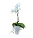 Orchidée Phalaenopsis | Éclat et floraison durable