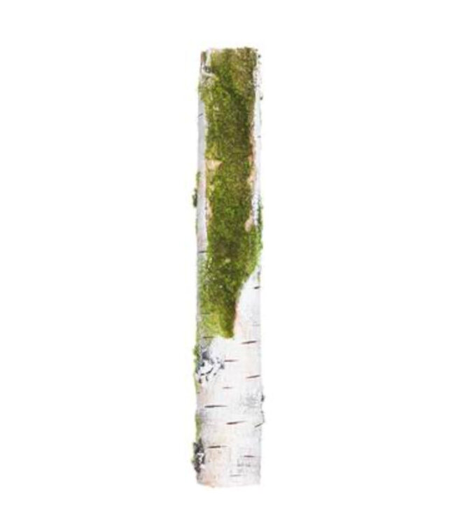Branche de bouleau avec mousse verte