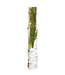 Branche de bouleau avec mousse verte