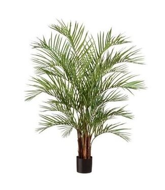 Palmier d'Arec 67 po