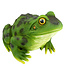 Grenouille 9,5 po