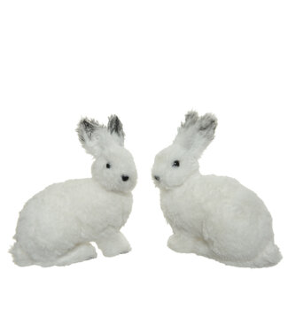 Lapin blanc et gris
