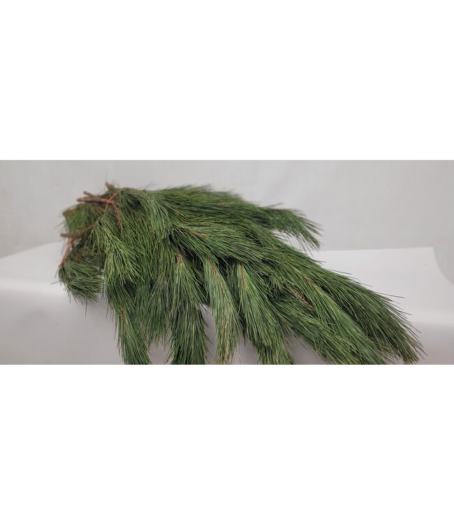 paquet pin rouge petit 10 lbs