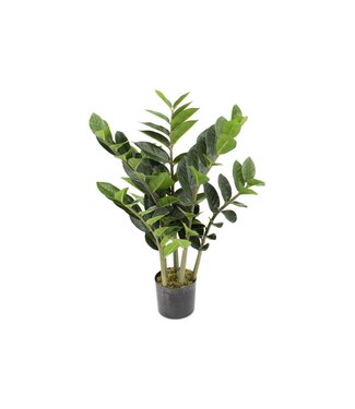 Zamioculcas 26 po