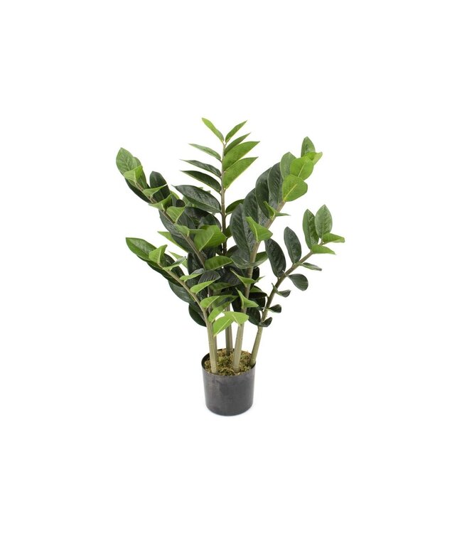Zamioculcas 26 po