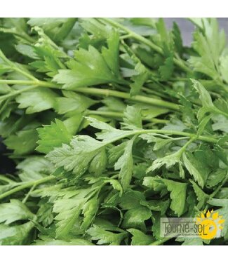 Ferme Tournesol Persil italien bio