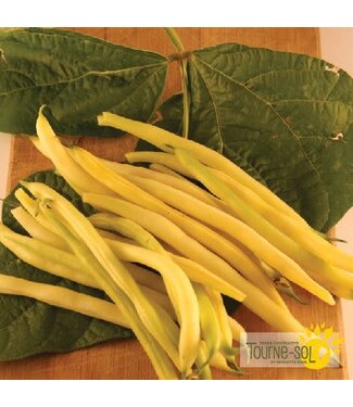 Ferme Tournesol Haricot nain Gold Rush Bio