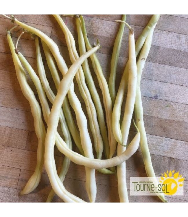 Haricot Grimpant Monte Gusto bio