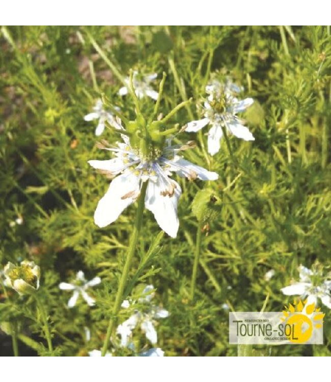 Nigelle Cumin noir bio