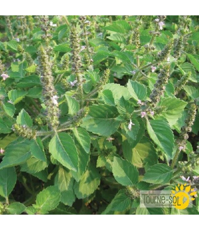 Basilic Sacré bio
