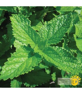 Ferme Tournesol Melisse bio