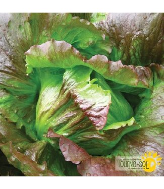 Ferme Tournesol Laitue Iceberg Rouge bio